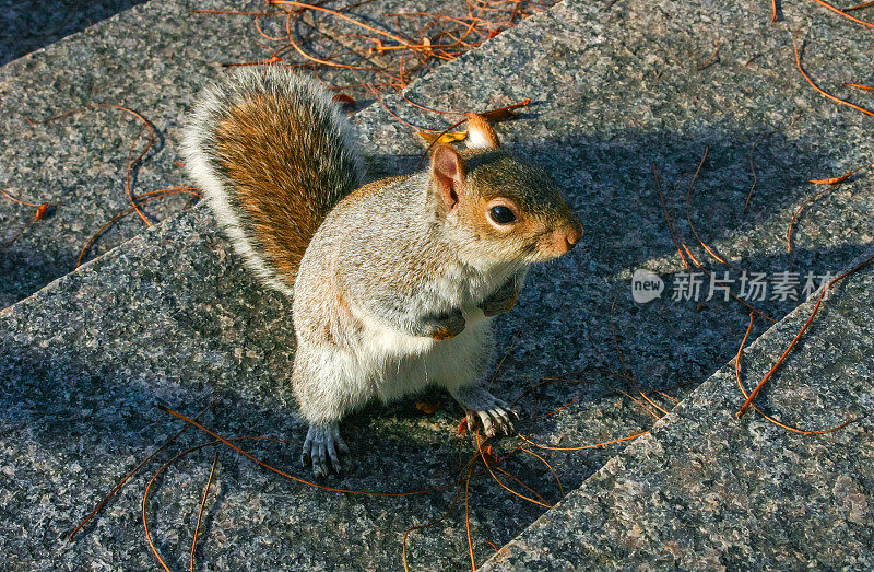 东部灰松鼠(学名Sciurus carolinensis)，在曼哈顿跑上楼梯的松鼠